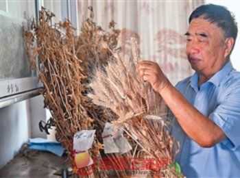 安徽省阜阳市太和县种粮大户徐淙祥——追梦科学种田路