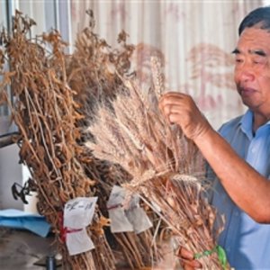 安徽省阜阳市太和县种粮大户徐淙祥——追梦科学种田路